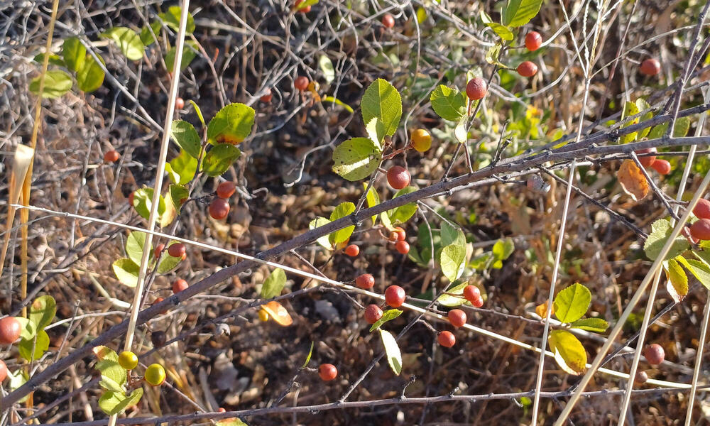 Red berries on branches