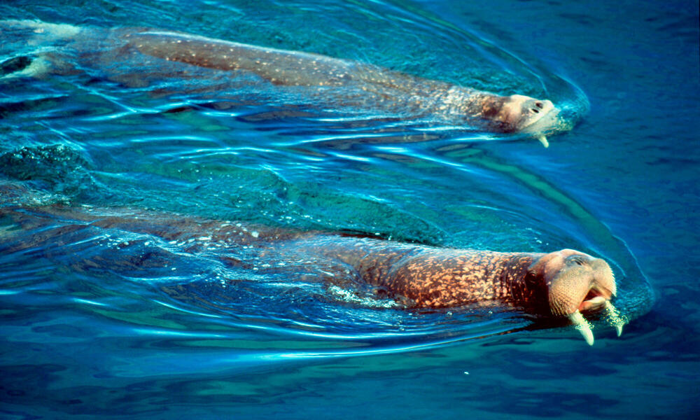 Two pacific walruses swimming on the surface of the ocean