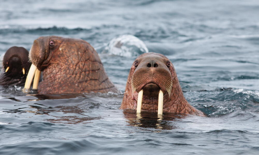 Pacific walrus swimming