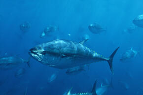 Pacific Bluefin Tuna