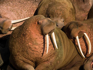 Pacific walrus (Odobenus rosmarus)