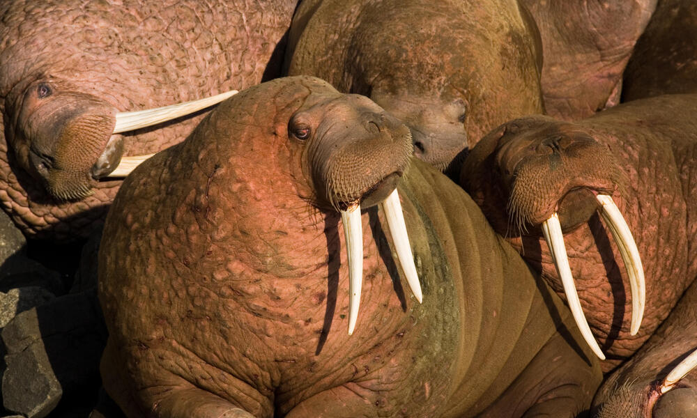 Pacific walrus (Odobenus rosmarus)