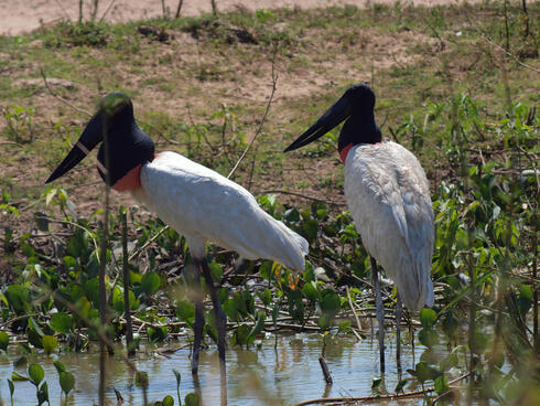 5 amazing animals that live in the Pantanal—and need our help | Stories ...