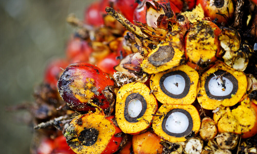 Close-up of palm fruit, Sumatra, Indonesia