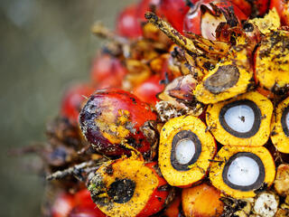Close-up of palm fruit, Sumatra, Indonesia