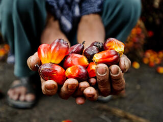 palm oil close up