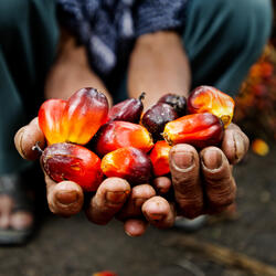 palm oil close up
