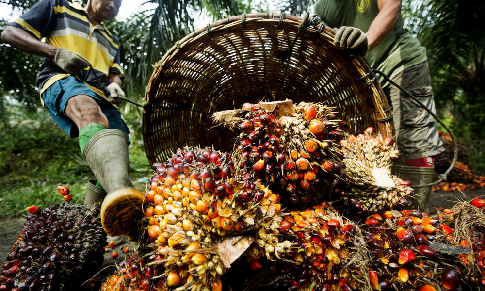 palm oil harvest