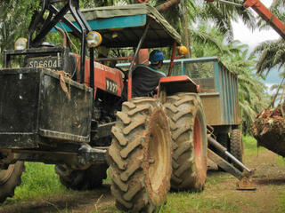 Farm tractor collecting harvested oil palm