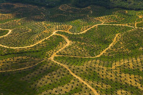 Palm Oil Plantation, Borneo