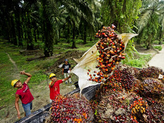 palm oil truck