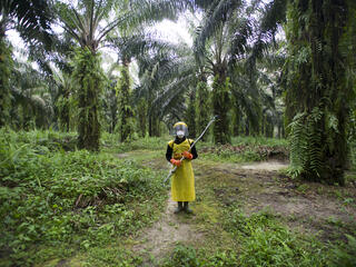 palm oil worker