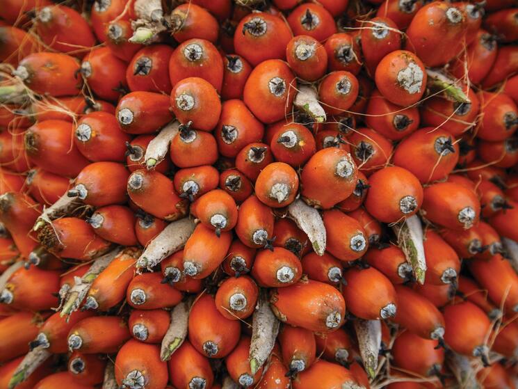 Palm oil plantations and deforestation in Guatemala: Certifying