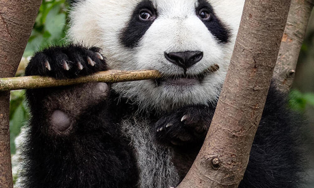 What do pandas eat? And other giant panda facts | Stories | WWF
