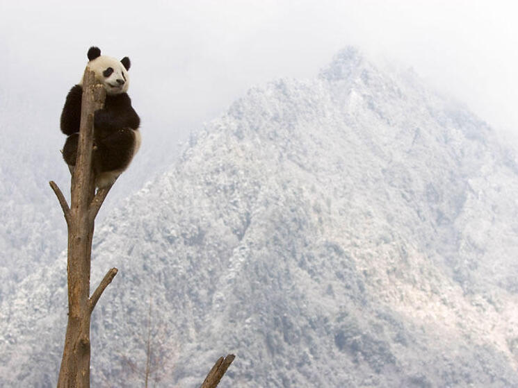 giant panda habitat facts