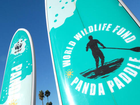 Panda Paddle surfboards