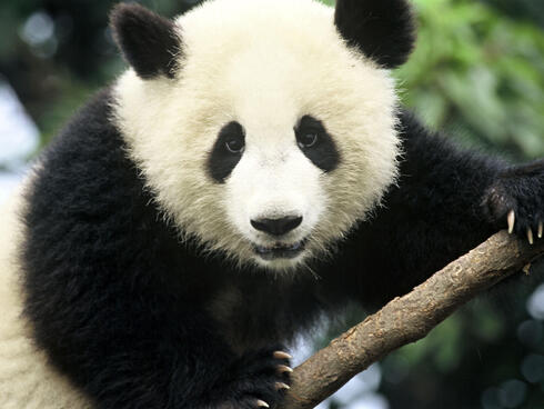 Ailuropoda melanoleuca Giant panda Chengdu Breeding Centre Chengdu, Sichuan Province, China.