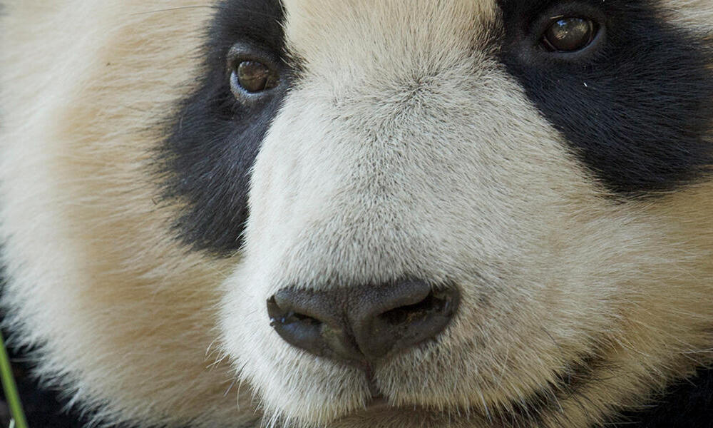 Giant Pandas and Climate | Pages | WWF