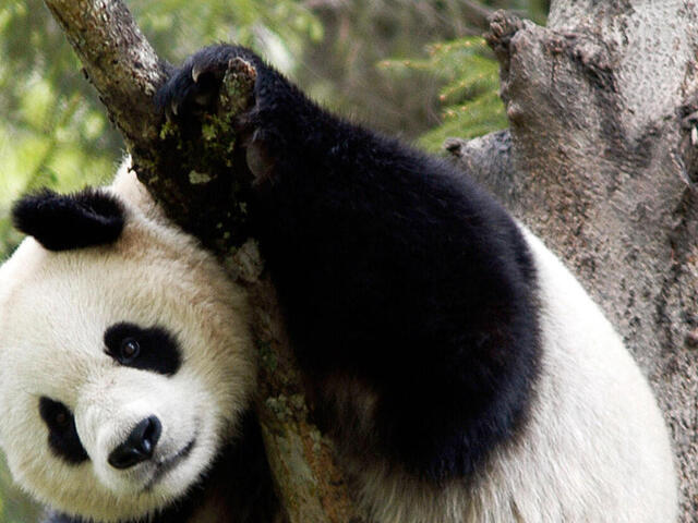 Giant Panda | Species | WWF