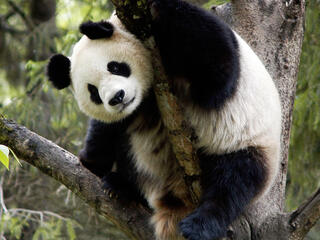 Panda in tree