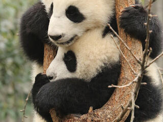 pandas in tree
