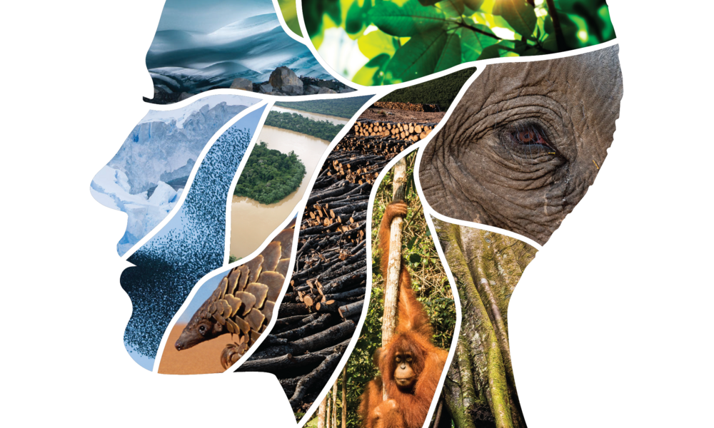 Different elements of nature such as an elephant eye, pangolin, and various habitats to combine a human-like face structure.