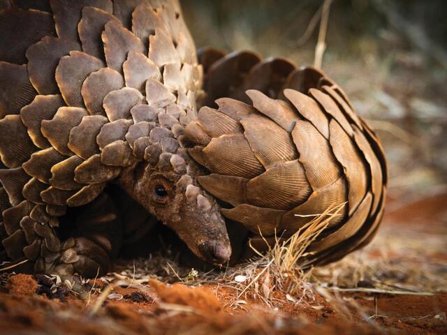 wild republic pangolin