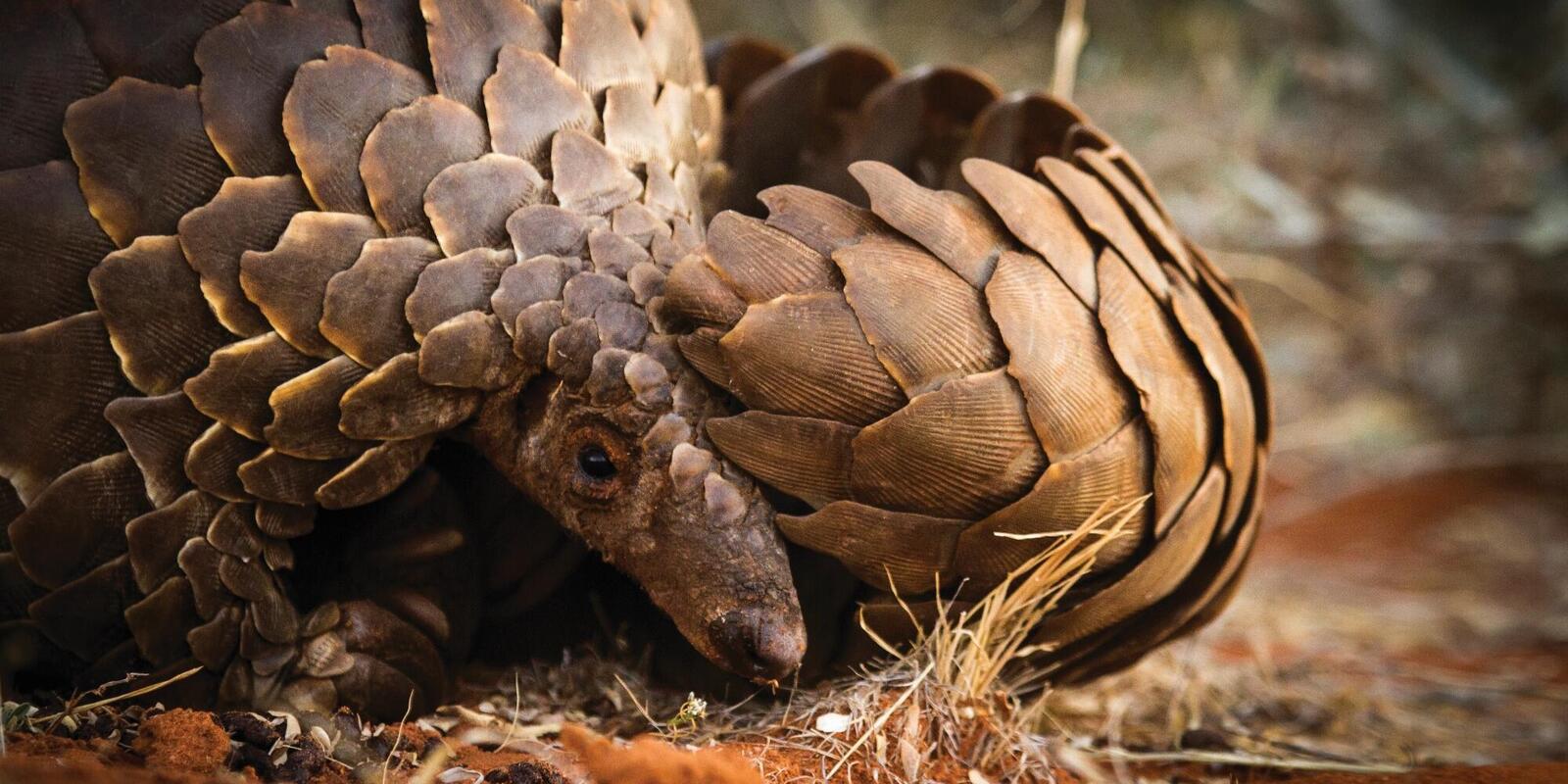 The fight to stop pangolin extinction | Stories | WWF