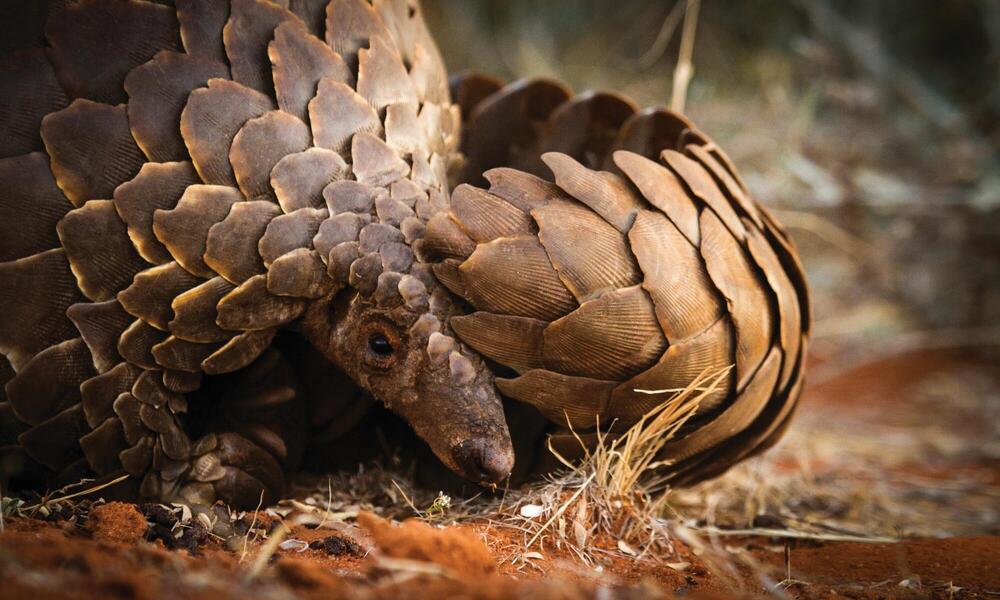 WILDLIFE & WILDERNESS | African wildlife, Giant pangolin, Wildlife