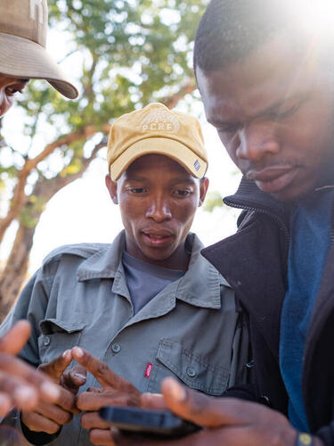 Three pangolin rangers look at maps on a GPS app while tracking a new pangolin