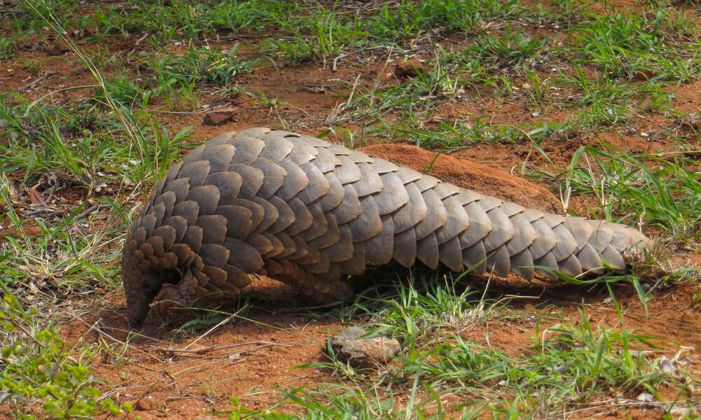 pangolin digging