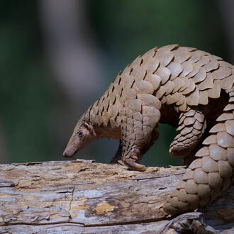 A pangolin sits on a tree branch on a reserve in India