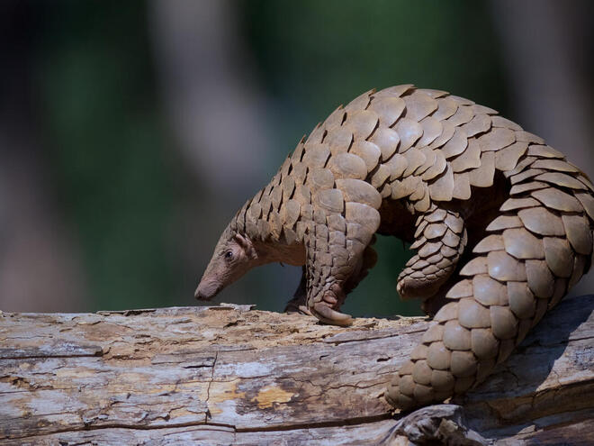 A pangolin sits on a tree branch on a reserve in India