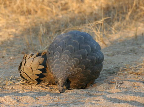 pangolin curled in defense