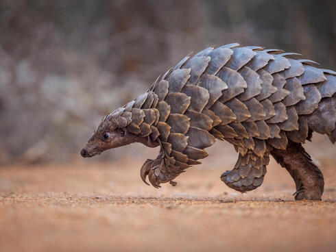 Pangolin walking on sandy ground foraging for food