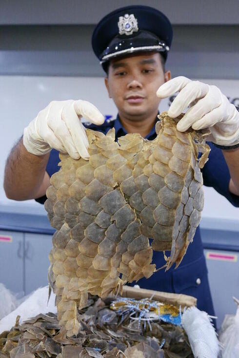 Officer holding up pangolin scales
