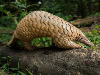 A pangolin forages for food by sniffing along the ground