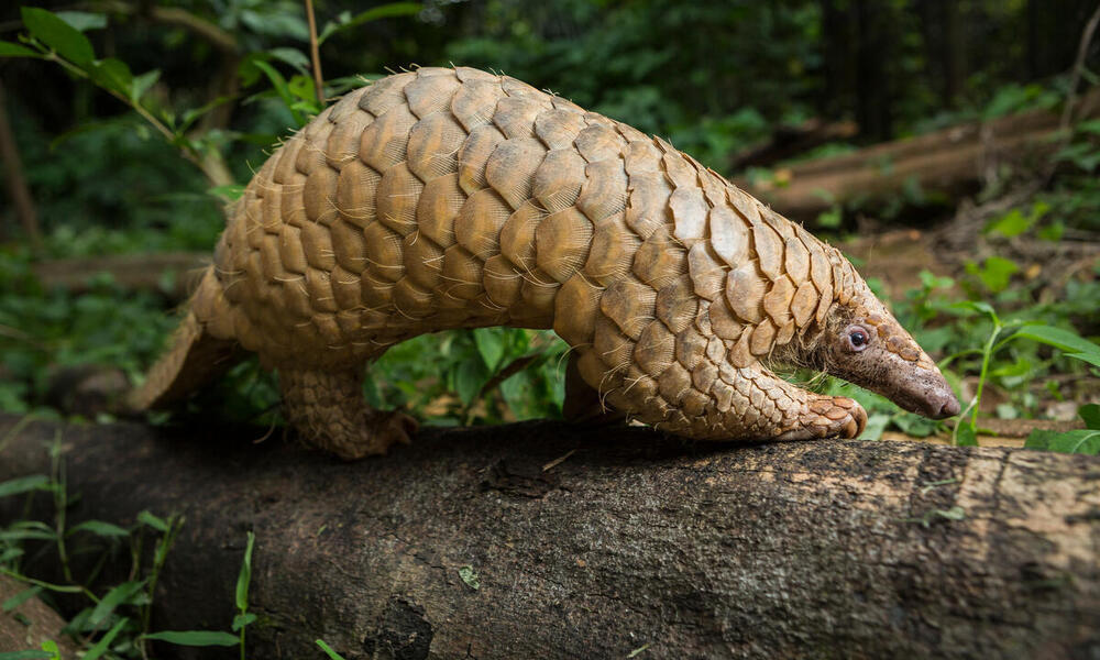 A pangolin forages for food by sniffing along the ground