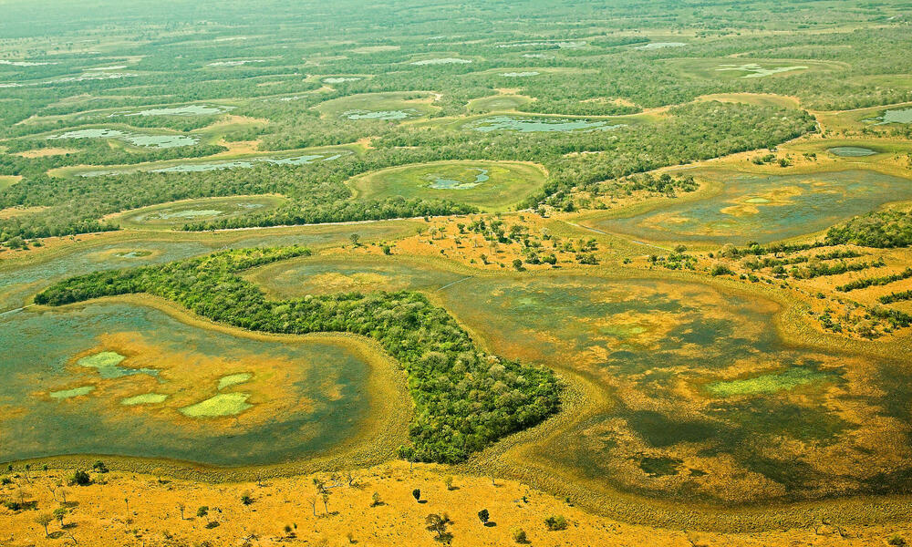 5 interesting facts about the Pantanal, the world's largest tropical  wetland, Stories