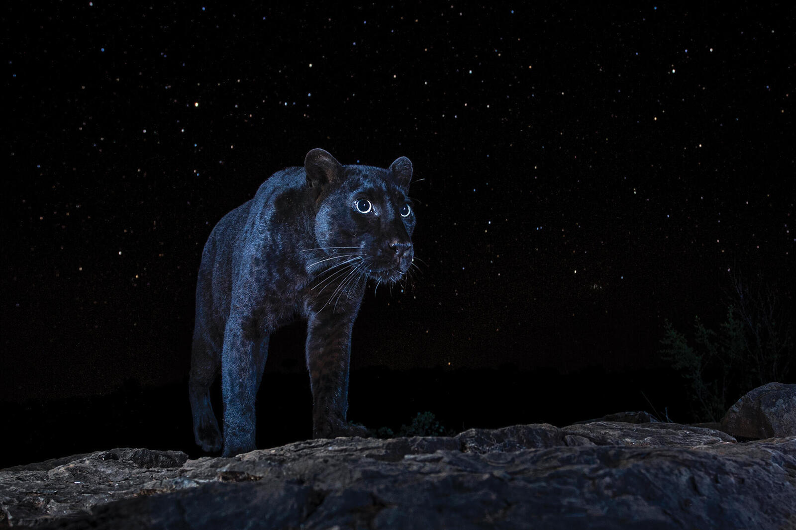 Black panther silhouetted on night sky