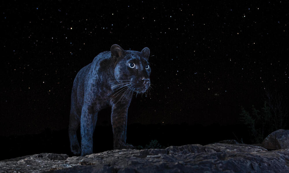 Against all odds, a camera trap captures an elusive black panther |  Magazine Articles | WWF