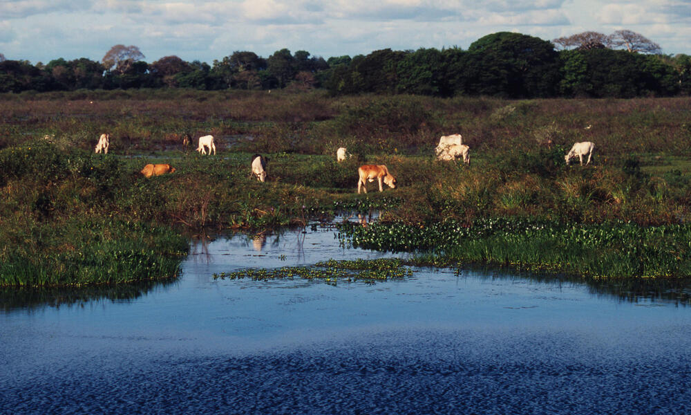 cattle along a river in Paraguay