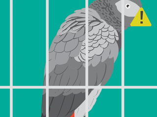 Illustration of a grey parrot with a warning icon on the bill