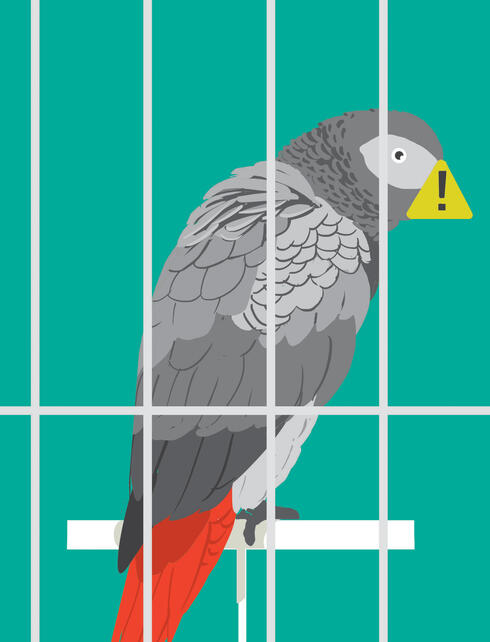 Illustration of a grey parrot with a warning icon on the bill