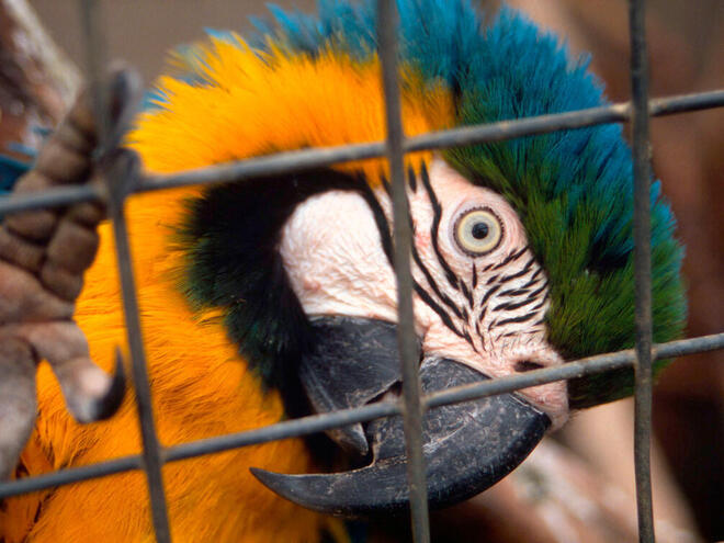 A parrot sits trapped in a cage