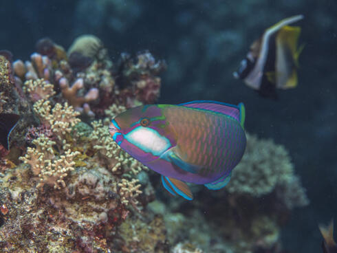  A parrotfish photographed at the reef surrounding Yadua island, west of Vanua Levu, Fiji