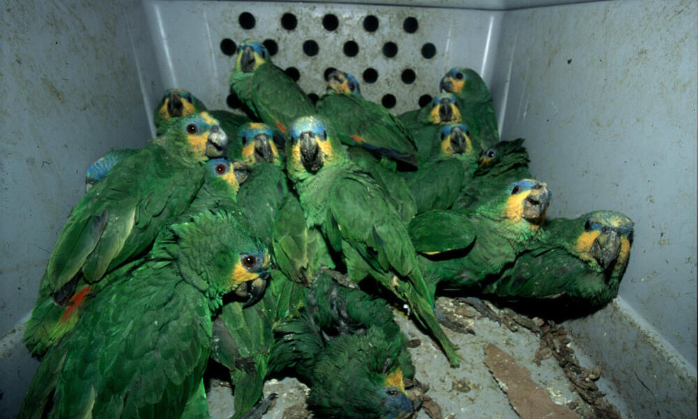 At least 16 green parrots all shoved into a small gray plastic box with air holes
