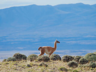 A llama stands with mountains in background
