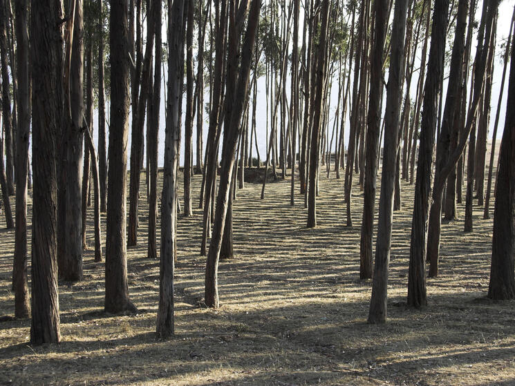 Eucalyptus forest, Peru