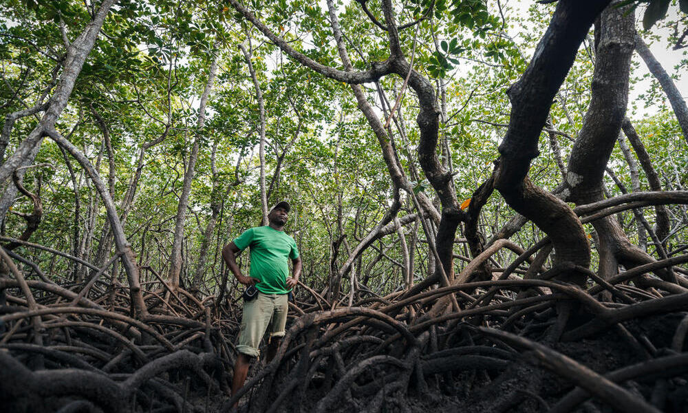 Patroling a mangrove forest for poachers